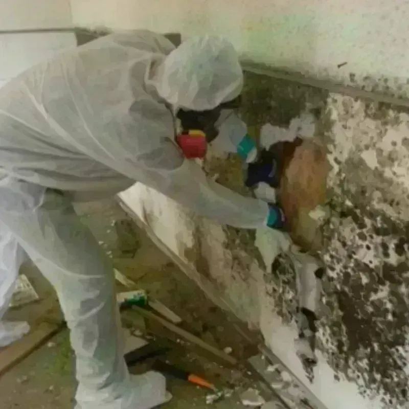 Mold Remediation and Removal in Yakima, WA